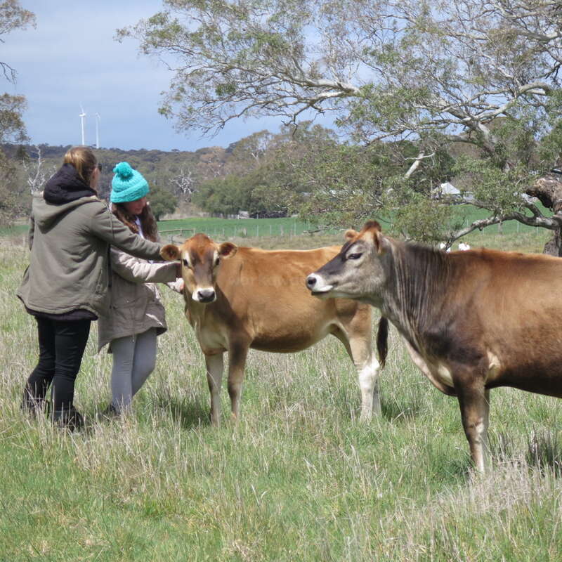 Dos personas, bien abrigadas, acarician a una vaca marrón en un prado. Hay otra vaca cerca. Al fondo se ven árboles y aerogeneradores.