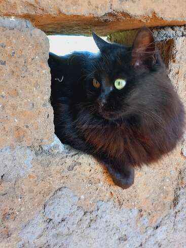 Das Bild zeigt eine schwarze Katze mit gelben Augen, die direkt in die Kamera blickt und sich in einem Loch in einer hellbraunen Steinmauer einnistet.