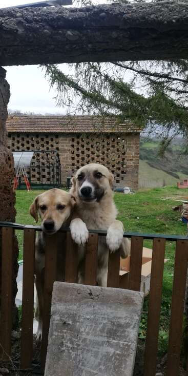 Zwei Hunde stehen vor einem Haus, hinter dem ein Zaun steht. Die Hunde schauen in die Kamera und scheinen freundlich zu sein. Der Hintergrund ist ein Haus mit einem Zaun.