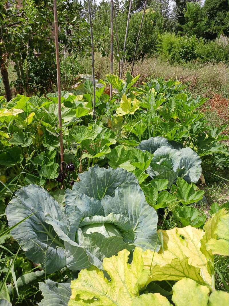 Das Bild zeigt ein üppiges Gartenbeet mit Kohlpflanzen, umgeben von anderen Grünpflanzen, mit einem Spalier im Hintergrund und Bäumen in der Ferne.