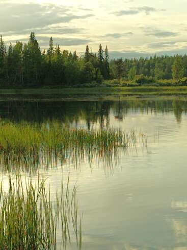 L'image représente une scène de lac sereine avec une rive herbeuse, entourée d'arbres et d'un ciel nuageux, évoquant un sentiment de calme et de tranquillité.