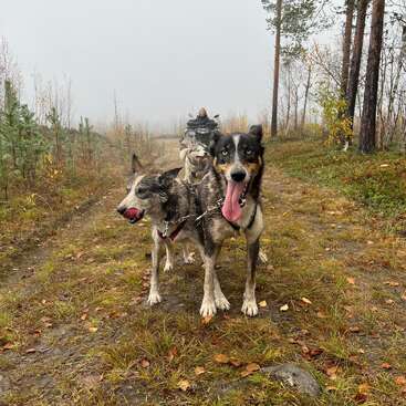 L'image représente un attelage de chiens de traîneau en mouvement, avec le chien de tête au premier plan, la langue pendante, et une personne dans le traîneau à l'arrière-plan.