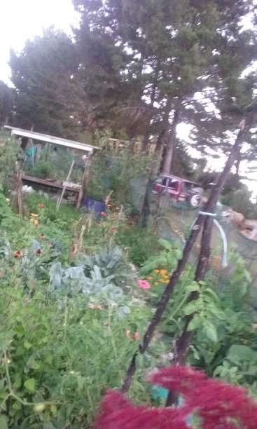 Das Bild zeigt einen lebendigen Garten mit verschiedenen Pflanzen, darunter Tomaten und Blumen, umgeben von Bäumen und einem roten Fahrzeug im Hintergrund, vor einem bedeckten Himmel.