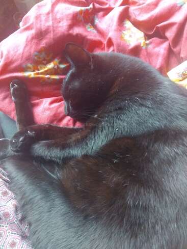 Eine schwarze Katze schläft friedlich auf einer roten, geblümten Decke, den Kopf eingezogen, die Pfoten entspannt und genießt ein gemütliches, warmes und bequemes Nickerchen.