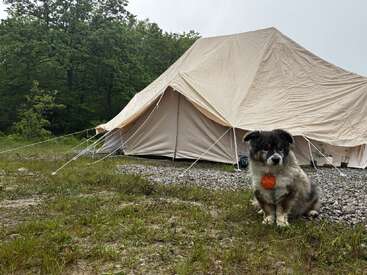 A fluffy dog with a red tag sits in front of a large beige canvas tent, surrounded by greenery and trees under an overcast sky. Camping scene.