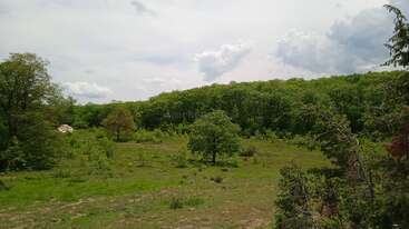 Una exuberante pradera verde salpicada de árboles se extiende bajo un cielo parcialmente nublado. Un denso bosque forma el fondo, creando un apacible paisaje natural.