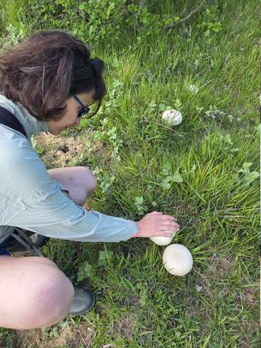 Una persona que lleva gafas y ropa de montaña está agachada entre la vegetación herbácea, examinando unas setas blancas de gran tamaño que crecen en el suelo entre las plantas verdes.