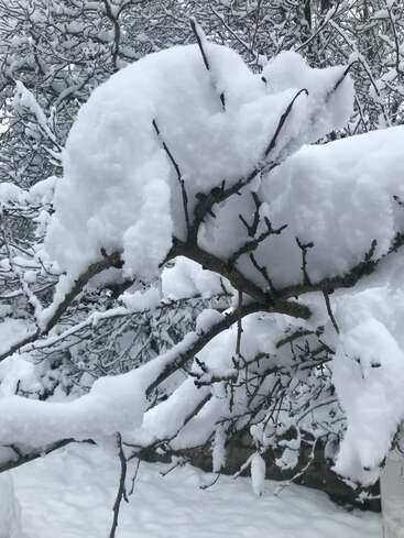 Les branches d'un arbre sont lourdement recouvertes d'une neige épaisse et floconneuse. La scène hivernale est paisible, la neige recouvrant tout et créant un paysage blanc et serein.