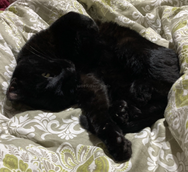Un gato negro está acurrucado cómodamente sobre una manta estampada, descansando plácidamente. Tiene los ojos amarillos entreabiertos, lo que transmite una sensación de agradable relajación.