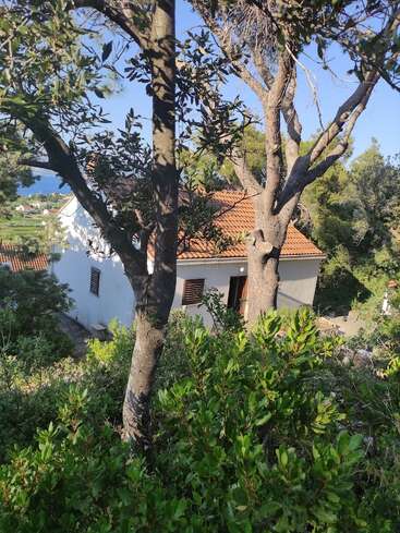 Ein bezauberndes weißes Haus mit rotem Ziegeldach schmiegt sich inmitten üppiger Vegetation und hoher Bäume, und durch die Äste kann man in der Ferne das Meer und den blauen Himmel sehen.