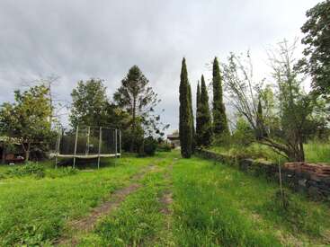 A grassy yard with a dirt path, surrounded by various trees, including tall cypress trees. There’s a trampoline on the left side under overcast skies.