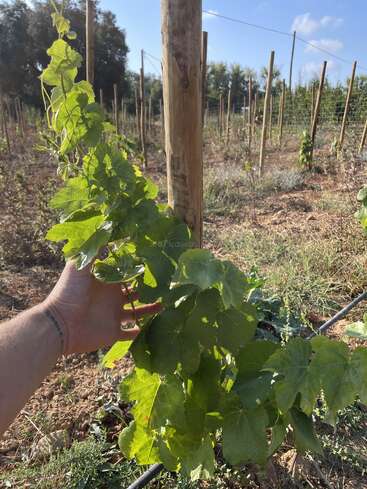 A hand holds a young grapevine, its leaves vibrant green. The vineyard in the background features rows of wooden stakes and healthy, sunlit plants growing.