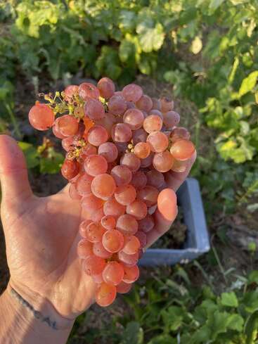 A hand holds a cluster of pinkish-purple grapes, freshly picked from a vineyard, with green grapevines and a harvest container visible in the background.