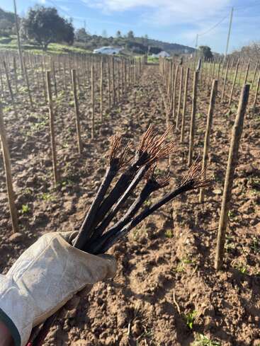 A gloved hand holds several young grapevine cuttings in a vineyard, with rows of newly planted stakes stretching into the distance on a sunny day.