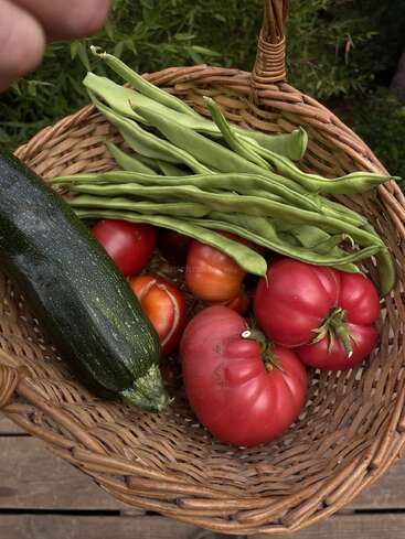 A wicker basket filled with freshly picked vegetables: large heirloom tomatoes, green beans, a zucchini, and a few smaller tomatoes, showcasing a bountiful garden harvest.