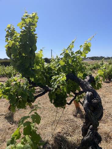 A single old grapevine stands in a sunlit vineyard, twisted trunk supporting lush green leaves, set against a clear blue sky and dry grass.