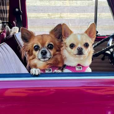 Dois chihuahuas fofos estão sentados lado a lado no banco da frente de um carro rosa, usando coleiras rosa combinando, olhando curiosamente pela janela.