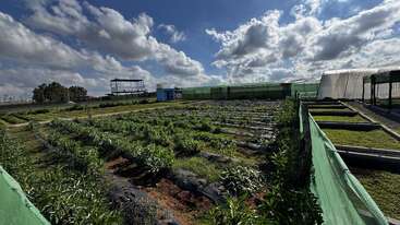 This image shows a lush, green farm with rows of plants under a vibrant blue sky. Netting, sheds, and greenhouses can be seen in the background.