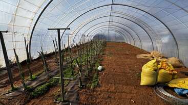 This image shows a greenhouse with rows of young plants growing in soil, supported by stakes. Yellow sacks and supplies are placed on the right side.