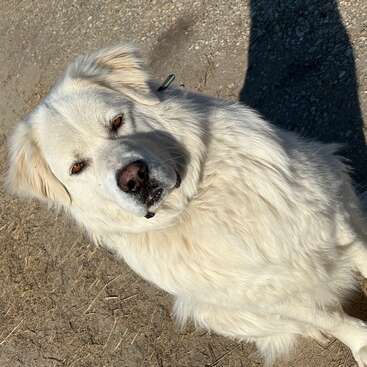 A large, fluffy white dog with expressive amber eyes sits on a dirt path, tilting its head curiously, bathed in warm sunlight with a shadow nearby.