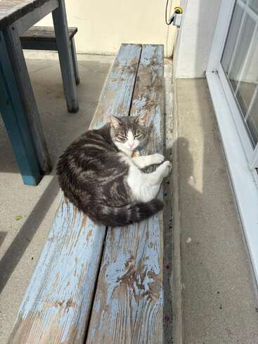 A gray and white cat is relaxing on a weathered, blue wooden bench outside, near a window. Sunlight shines, casting soft shadows on the ground.