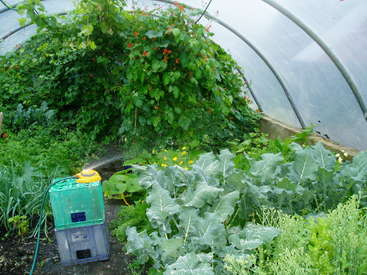 L'image représente une serre avec une variété de plantes, y compris des légumes verts à feuilles et des vignes à fleurs, avec un pulvérisateur d'eau au premier plan.