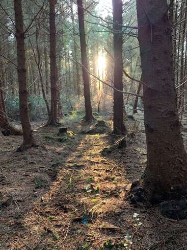 L'image représente une scène forestière sereine, avec un chemin ensoleillé serpentant entre les arbres, entouré d'un tapis de branches tombées et d'un sol recouvert de mousse.