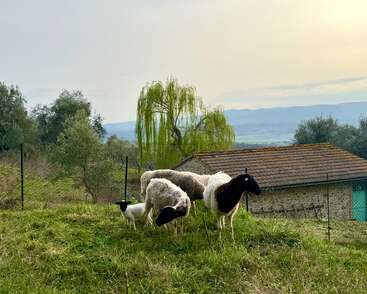 Three sheep and a lamb graze on green grass near a rustic building, with trees, mountains, and a soft, pastel sky in the background.
