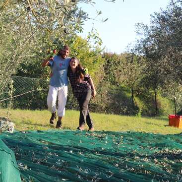La imagen muestra a un hombre y una mujer de pie en un olivar, rodeados de árboles y una lona verde que cubre el suelo, probablemente realizando actividades de recolección.