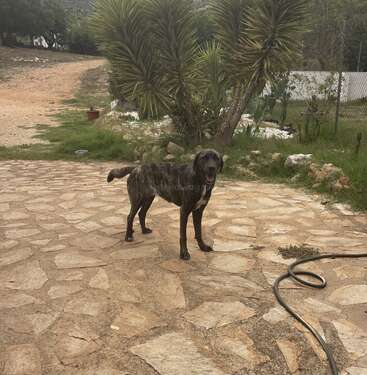 A brindle-coated dog stands on a stone patio in a garden with palm trees, greenery, and a hose on the ground, creating a calm outdoor scene.