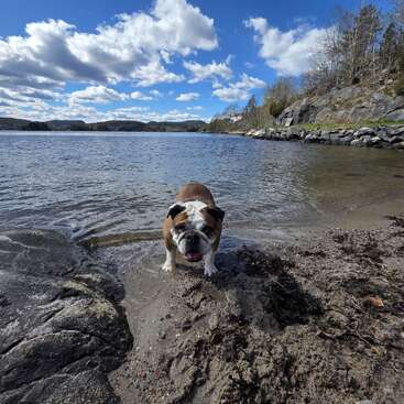 A happy bulldog stands at the edge of a lake, surrounded by rocks, trees, and a partly cloudy blue sky, enjoying a beautiful outdoor day.