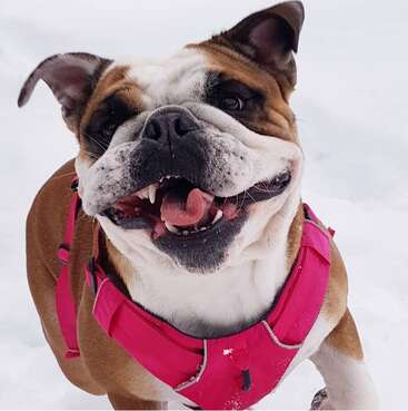 A joyful bulldog wearing a bright pink harness smiles widely, standing on snowy ground. Its tongue peeks out playfully, radiating happiness and excitement outdoors.