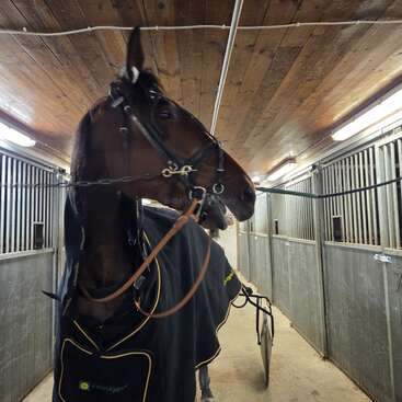 A harnessed horse stands in a stable aisle, wearing a black blanket. The stable has wooden ceilings, metal stalls, and bright fluorescent lighting above.