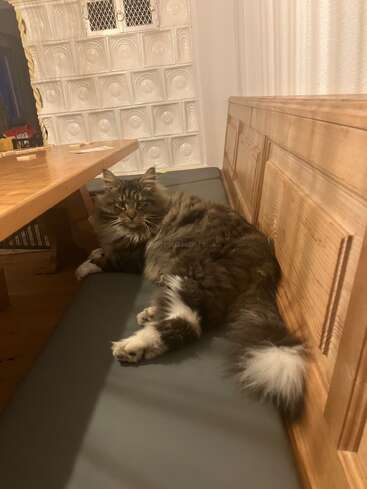 Un gato gris y mullido descansa cómodamente en un banco acolchado junto a una mesa de madera, cerca de una pared decorativa de azulejos blancos, con aire relajado y un poco curioso.