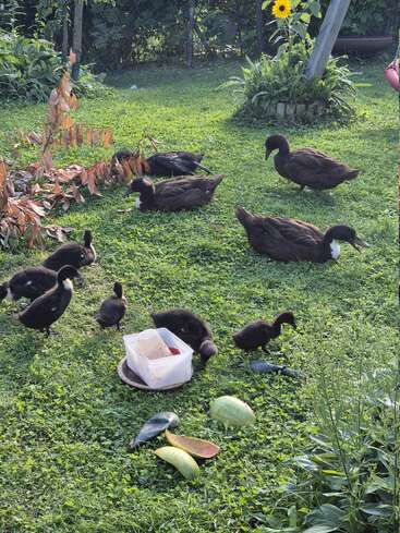 Un grupo de patos y patitos de plumaje oscuro se alimentan en un césped. Cerca hay envases de comida y cáscaras de melón esparcidos, rodeados de plantas verdes y un girasol.