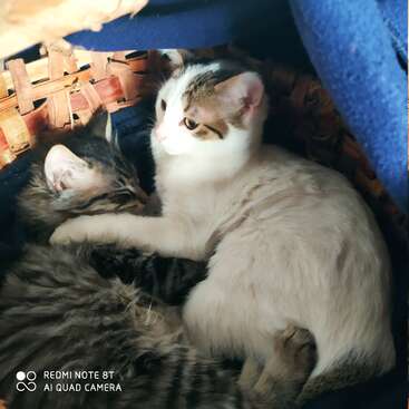 L'image montre deux chats, l'un blanc avec des taches brunes et l'autre gris tabby, se blottissant dans un panier avec une couverture bleue et du bois tressé.