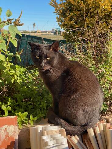 A black cat sits among green plants and wooden planks in a sunlit garden, gazing intently at the camera with piercing yellow-green eyes.