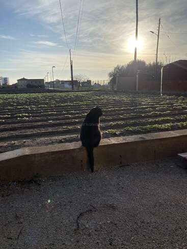 A black cat sits on a low concrete wall, gazing across a cultivated field under a bright setting sun, with power lines and buildings in the distance.