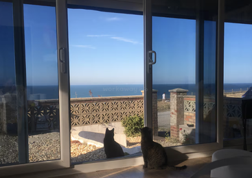 Two cats sit inside by a large glass door, gazing at a picturesque view of the ocean, blue sky, and a stone garden outside. Peaceful scene.
