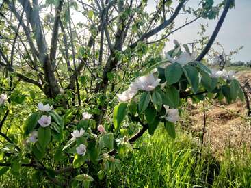 Un arbre aux fleurs roses et blanches se dresse dans un champ verdoyant, entouré de feuillage éclatant et d'herbe baignée de soleil, sous un ciel clair et lumineux.