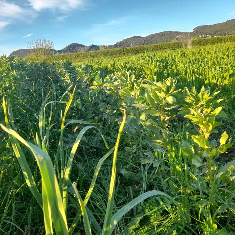 Cette image montre un champ verdoyant où poussent diverses plantes sous les rayons du soleil, avec des montagnes en arrière-plan et un ciel bleu partiellement nuageux au-dessus. Un paysage rural paisible.