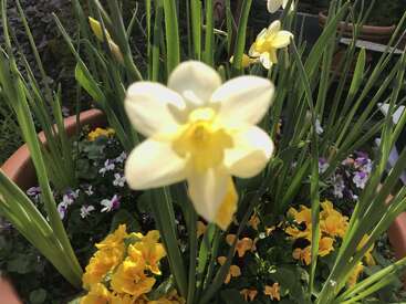 A large, slightly out-of-focus white daffodil dominates the foreground, surrounded by yellow and purple flowers in a terracotta pot, with lush green stems.