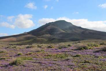 A mountain rises under a bright blue sky with scattered clouds, while the foreground features a field of blooming purple wildflowers and green shrubs.