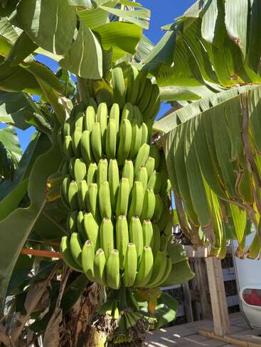 A large bunch of unripe green bananas hangs from a banana tree under bright sunlight, surrounded by leafy foliage against a clear blue sky.