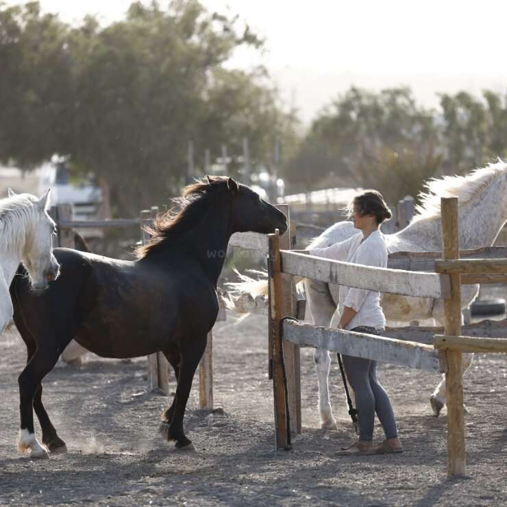 A woman stands by a wooden fence in a dusty paddock with three horses—two white, one black—as sunlight streams through the trees in the background.