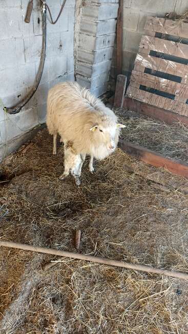 The image depicts a sheep standing in a barn, surrounded by hay, with a wooden pallet and a hose attached to the wall in the background.