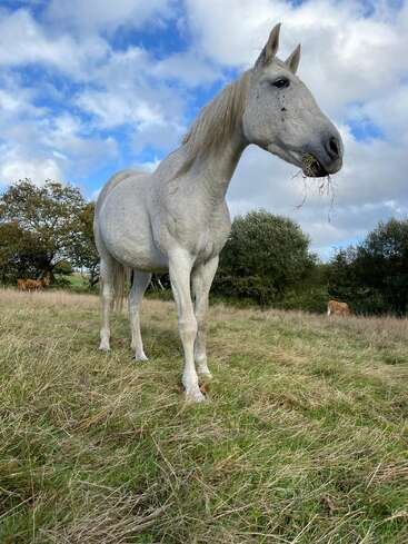 The image depicts a white horse standing in a field of tall grass, with trees and another horse visible in the background under a cloudy sky.