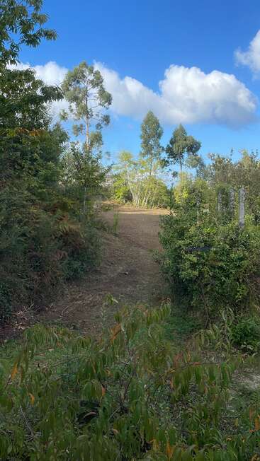 Um caminho de terra cercado por arbustos e árvores verdes e densas leva a um campo aberto. Árvores altas, céu azul e nuvens fofas são visíveis.
