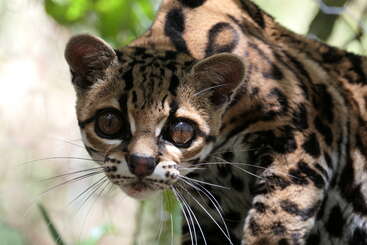 This image shows a close-up of an ocelot. The wild cat has large eyes, short ears, and striking spotted fur, with a curious, intense gaze.