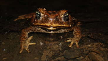 A brown toad with bumpy skin sits in shallow water, staring forward with prominent, golden eyes. Its legs are spread wide on a dark, wet surface.